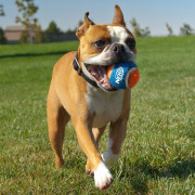 Hračka pro psa Nerf Dog Small Tennis Balls 3 pcs