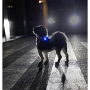 Světlo pro psa Curli Luumi Safety LED