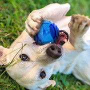 Hračka pro psa Nerf Dog Set Lightning & Sonic