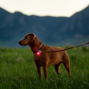 Světlo pro psa Nite Ize Spotlit Rechargeable Collar Light - Disc-O Tech