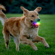 Hračka pro psa Nite Ize GlowStreak Wild LED Ball