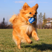 Hračka pro psa Nerf Dog Small Tennis Balls 3 pcs