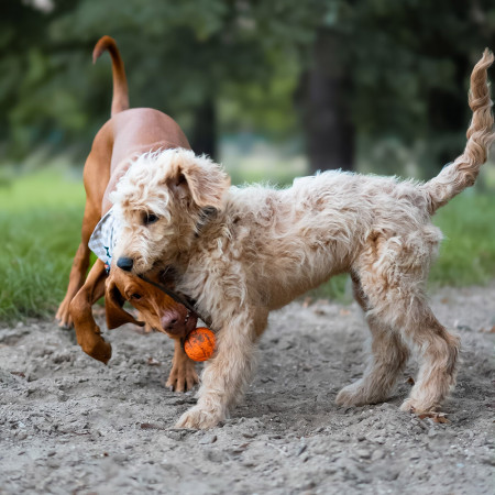 Hračka pro psa Explorer Dog AirBall