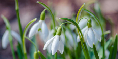 Svěženky - poslové jara - výběr novinek roku 2022