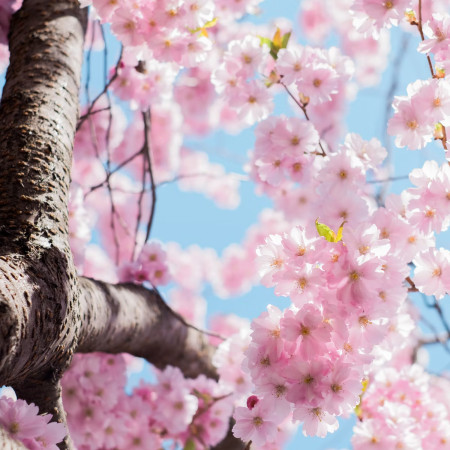 Z mechu a kapradí - nezávadné čtení - kolo a běh