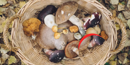 Houbařský speciál - vše na houby + pár vypečených tipů