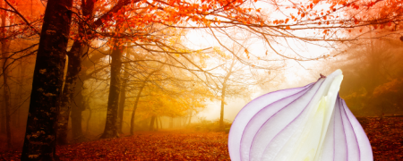 Cibule našla své místo i v outdooru