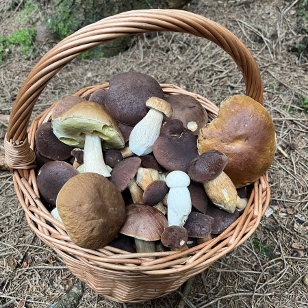Kam na houby a co si vzít sebou?