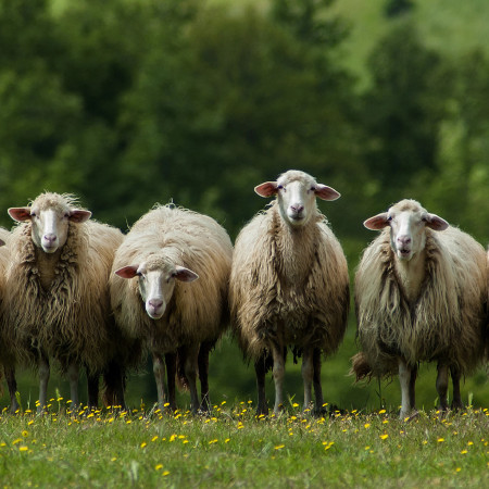 Ovečky, ovečky, pojďte domů - merino speciál