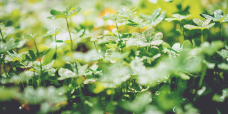 Speciální nabídka ke dni Svatého Patrika + soutěž