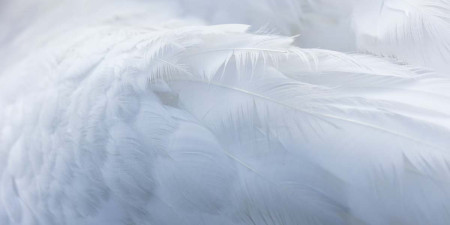 Nechlubte se cizím peřím - pořiďte si vlastní 