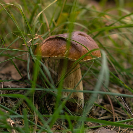Je to na houby? Pomůže správná výbava