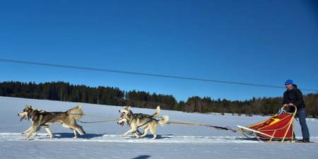 Mushing - týmový sport se psy