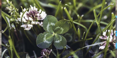 Zelená dvanáctka - speciálně vybrané produkty s extra cenou + SOUTĚŽ