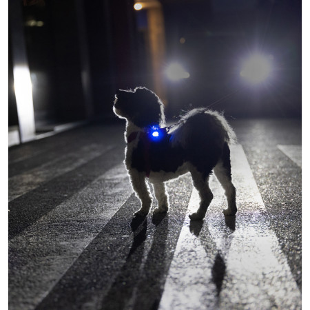 Světlo pro psa Curli Luumi Safety LED