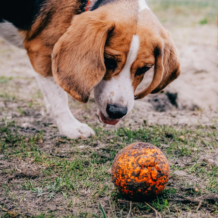 Hračka pro psa Explorer Dog AirBall Hroty 8 cm
