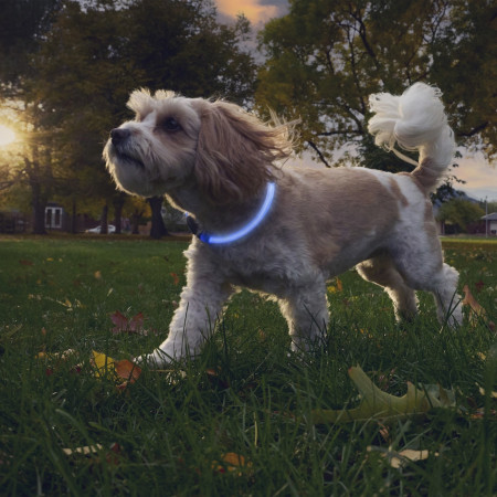 Svítící obojek pro psa Nite Ize NiteHowl® Rechargeable LED Safety Necklace