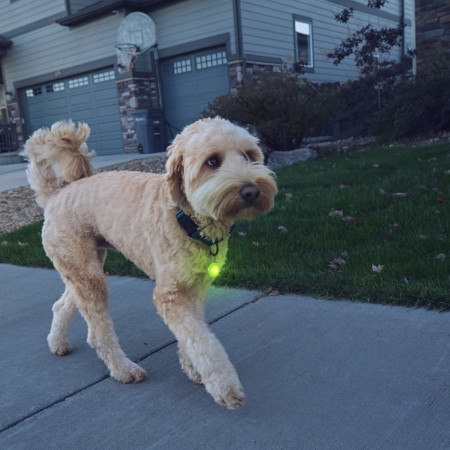 Svítící obojek pro psa Nite Ize SpotLit Rechargeable Collar Light
