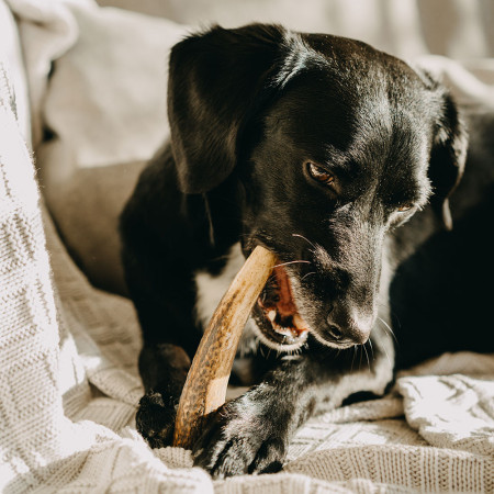 Hračka pro psa Explorer Dog Žvýkací jelení paroh M