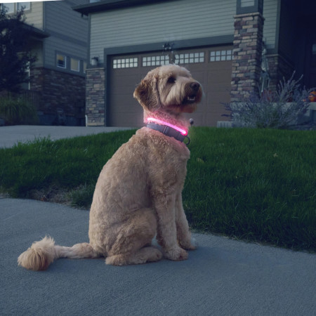 Svítící obojek pro psa Nite Ize NiteHowl® Rechargeable LED Safety Necklace