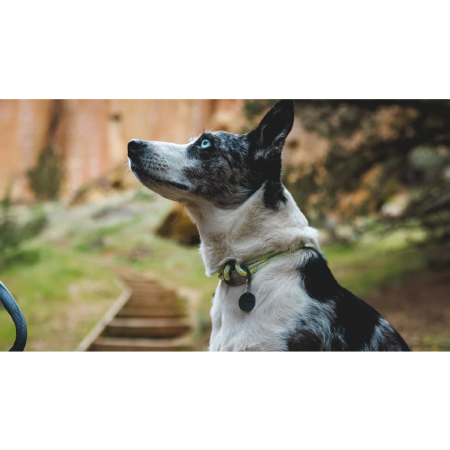 Obojek pro psa Ruffwear Knot-a-Collar™