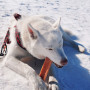 Hračka pro psa Explorer Dog Himálajský pamlsek