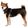 Postroj pro psa Ruffwear Front Range® Harness