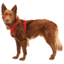 Postroj pro psa Ruffwear Front Range® Harness