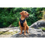 Postroj pro psa Mountain Paws Dog Harness