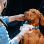 Vlhčené ubrousky pro psy Explorer Dog Přírodní vlhčené ubrousky pro psy 40 ks