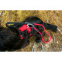 Postroj pro psa Mountain Paws Dog Harness