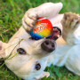 Hračka pro psa Nerf Dog Blaster + Balls 2 pcs