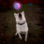 Hračka pro psa Nite Ize Glowstreak LED Ball