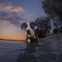 Světlo pro psa Nite Ize SpotLit® Splash™