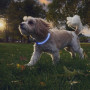 Svítící obojek pro psa Nite Ize NiteHowl® Rechargeable LED Safety Necklace
