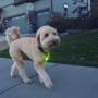 Svítící obojek pro psa Nite Ize SpotLit Rechargeable Collar Light