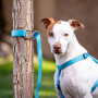 Karabina Nite Ize SlideLock Pet S-Biner