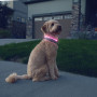 Svítící obojek pro psa Nite Ize NiteHowl® Rechargeable LED Safety Necklace