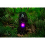 Světlo pro psa Mountain Paws Dog safety light 2-Pack