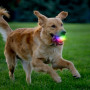 Hračka pro psa Nite Ize GlowStreak Wild LED Ball