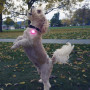 Svítící obojek pro psa Nite Ize SpotLit Rechargeable Collar Light