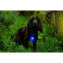 Světlo pro psa Mountain Paws Dog safety light 2-Pack