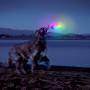Hračka pro psa Nite Ize Flashflight® Dog Discuit™ LED Flying Disc